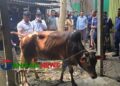 এলেঙ্গায় অসুস্থ গরু জবাইয়ের চেষ্টা ॥ ৩ ব্যবসায়ীকে আর্থিক জরিমানা