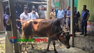 এলেঙ্গায় অসুস্থ গরু জবাইয়ের চেষ্টা ॥ ৩ ব্যবসায়ীকে আর্থিক জরিমানা