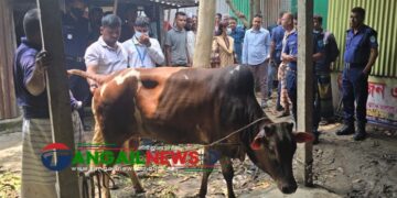 এলেঙ্গায় অসুস্থ গরু জবাইয়ের চেষ্টা ॥ ৩ ব্যবসায়ীকে আর্থিক জরিমানা