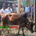 এলেঙ্গায় অসুস্থ গরু জবাইয়ের চেষ্টা ॥ ৩ ব্যবসায়ীকে আর্থিক জরিমানা