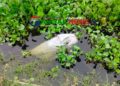 কালিহাতীতে নিখোঁজের দুই দিন পর বিলে থেকে তোফাজ্জলের বস্তাবন্দি লাশ উদ্ধার