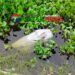 কালিহাতীতে নিখোঁজের দুই দিন পর বিলে থেকে তোফাজ্জলের বস্তাবন্দি লাশ উদ্ধার