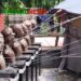 টাঙ্গাইলে পৌর উদ্যানে বীরশ্রেষ্ঠের ভাস্কর্যের গলায় দড়ির ঘটনায় তোলপাড়!