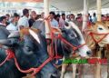 শেষ সময়ে টাঙ্গাইলে জমে উঠেছে পশুর হাটগুলো ॥ উপেক্ষিত স্বাস্থ্যবিধি