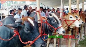 শেষ সময়ে টাঙ্গাইলে জমে উঠেছে পশুর হাটগুলো ॥ উপেক্ষিত স্বাস্থ্যবিধি