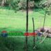 ঘাটাইলে জমি ও পুকুরের মাটি কাটাকে কেন্দ্র করে উত্তেজনা, হামলা-হুমকির অভিযোগ!