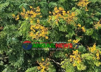 মধুপুর শালবনে মুগ্ধতা ছড়াচ্ছে কনক চূড়ার বিশুদ্ধ সোনালি-হলুদ আভায়