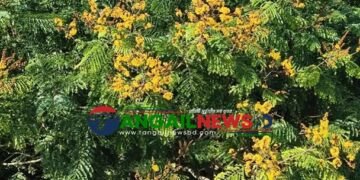 মধুপুর শালবনে মুগ্ধতা ছড়াচ্ছে কনক চূড়ার বিশুদ্ধ সোনালি-হলুদ আভায়