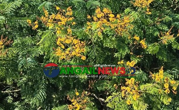 মধুপুর শালবনে মুগ্ধতা ছড়াচ্ছে কনক চূড়ার বিশুদ্ধ সোনালি-হলুদ আভায়