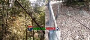 সখীপুরে বাঁশ ও গাছে ঝুলছে পিডিবির বিদ্যুৎ লাইন ॥ আতঙ্কে জনগন