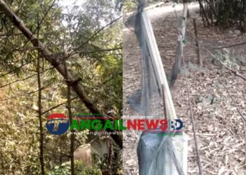 সখীপুরে বাঁশ ও গাছে ঝুলছে পিডিবির বিদ্যুৎ লাইন ॥ আতঙ্কে জনগন