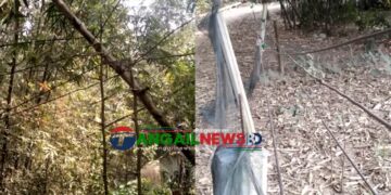 সখীপুরে বাঁশ ও গাছে ঝুলছে পিডিবির বিদ্যুৎ লাইন ॥ আতঙ্কে জনগন