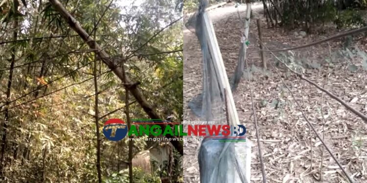 সখীপুরে বাঁশ ও গাছে ঝুলছে পিডিবির বিদ্যুৎ লাইন ॥ আতঙ্কে জনগন