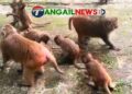 মধুপুরে খাবারের সন্ধানে রাস্তায় এসে প্রাণ হারাচ্ছে বানর