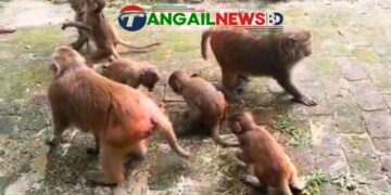 মধুপুরে খাবারের সন্ধানে রাস্তায় এসে প্রাণ হারাচ্ছে বানর