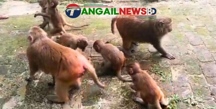 মধুপুরে খাবারের সন্ধানে রাস্তায় এসে প্রাণ হারাচ্ছে বানর