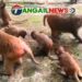 মধুপুরে খাবারের সন্ধানে রাস্তায় এসে প্রাণ হারাচ্ছে বানর