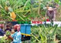 মধুপুরে লাল মাটিতে বাম্পার ফলন হয়েছে রসালো জলঢুগি আনারসের