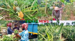 মধুপুরে লাল মাটিতে বাম্পার ফলন হয়েছে রসালো জলঢুগি আনারসের