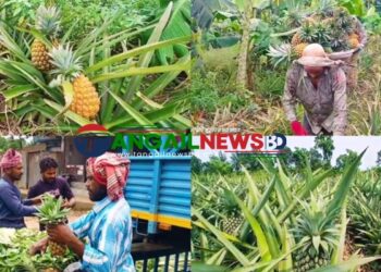 মধুপুরে লাল মাটিতে বাম্পার ফলন হয়েছে রসালো জলঢুগি আনারসের