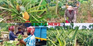 মধুপুরে লাল মাটিতে বাম্পার ফলন হয়েছে রসালো জলঢুগি আনারসের
