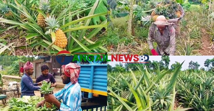 মধুপুরে লাল মাটিতে বাম্পার ফলন হয়েছে রসালো জলঢুগি আনারসের