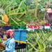 মধুপুরে লাল মাটিতে বাম্পার ফলন হয়েছে রসালো জলঢুগি আনারসের