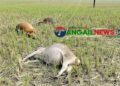 কালিহাতীতে অরক্ষিত বাঁশের খুঁটিতে বিদ্যুৎস্পৃষ্ট হয়ে ৫ গরুর মৃত্যু ॥ এলাকাবাসীর ক্ষোভ