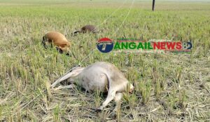 কালিহাতীতে অরক্ষিত বাঁশের খুঁটিতে বিদ্যুৎস্পৃষ্টে ৫ গরুর মৃত্যু ॥ এলাকাবাসীর ক্ষোভ