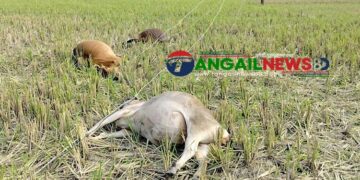 কালিহাতীতে অরক্ষিত বাঁশের খুঁটিতে বিদ্যুৎস্পৃষ্ট হয়ে ৫ গরুর মৃত্যু ॥ এলাকাবাসীর ক্ষোভ