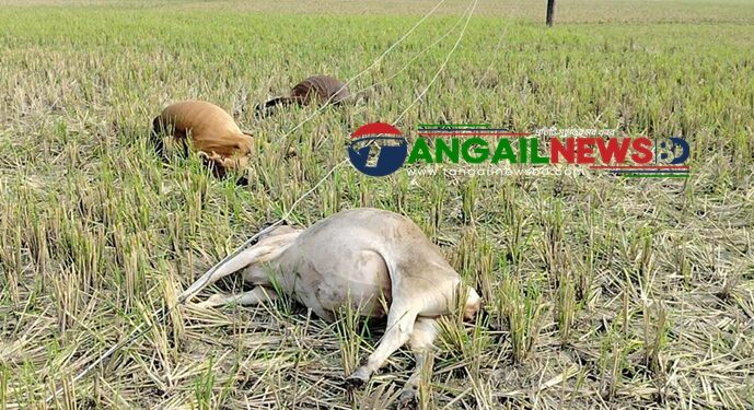 কালিহাতীতে অরক্ষিত বাঁশের খুঁটিতে বিদ্যুৎস্পৃষ্ট হয়ে ৫ গরুর মৃত্যু ॥ এলাকাবাসীর ক্ষোভ