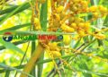 মধুপুর বনাঞ্চলে দুর্লভ বুনো খেজুরের সন্ধান মিলেছে