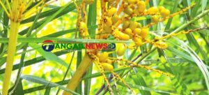 মধুপুর বনাঞ্চলে দুর্লভ বুনো খেজুরের সন্ধান মিলেছে