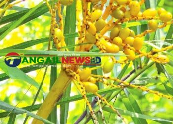 মধুপুর বনাঞ্চলে দুর্লভ বুনো খেজুরের সন্ধান মিলেছে