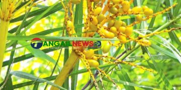 মধুপুর বনাঞ্চলে দুর্লভ বুনো খেজুরের সন্ধান মিলেছে