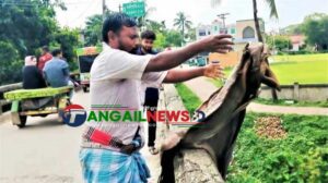 টাঙ্গাইলে নদীতে ফেলা হলো কোরবানির চামড়া ॥ মূল্য বিপর্যয় ও ক্রেতা সংকট