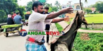 টাঙ্গাইলে নদীতে ফেলা হলো কোরবানির চামড়া ॥ মূল্য বিপর্যয় ও ক্রেতা সংকট