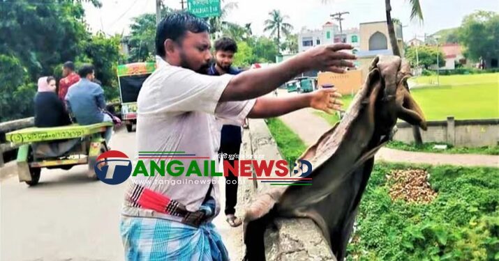 টাঙ্গাইলে নদীতে ফেলা হলো কোরবানির চামড়া ॥ মূল্য বিপর্যয় ও ক্রেতা সংকট
