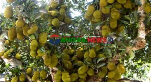 মধুপুরের লাল মাটিতে গাছে ঝুলছে থোকা থোকা কাঁঠাল