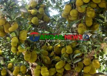 মধুপুরের লাল মাটিতে গাছে ঝুলছে থোকা থোকা কাঁঠাল