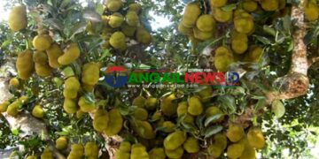 মধুপুরের লাল মাটিতে গাছে ঝুলছে থোকা থোকা কাঁঠাল