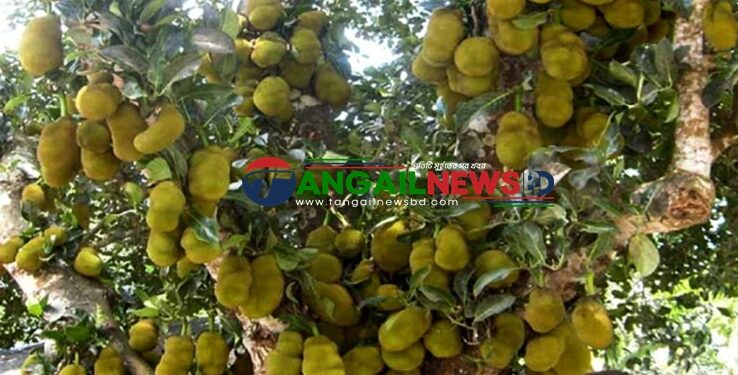 মধুপুরের লাল মাটিতে গাছে ঝুলছে থোকা থোকা কাঁঠাল