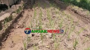 মির্জাপুরে পাকা রাস্তার দাবিতে সড়কে ধানের চারা রোপণ করে প্রতিবাদ