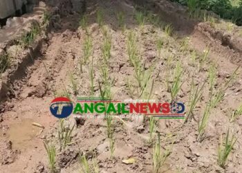 মির্জাপুরে পাকা রাস্তার দাবিতে সড়কে ধানের চারা রোপণ করে প্রতিবাদ