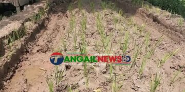 মির্জাপুরে পাকা রাস্তার দাবিতে সড়কে ধানের চারা রোপণ করে প্রতিবাদ