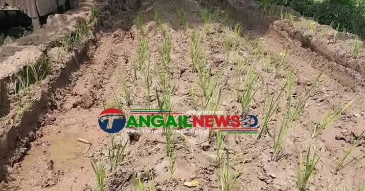 মির্জাপুরে পাকা রাস্তার দাবিতে সড়কে ধানের চারা রোপণ করে প্রতিবাদ