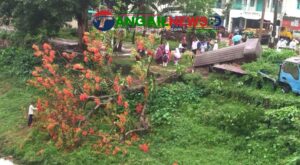 গোপালপুরে ঝড়ে ভেঙে পড়েছে দৃষ্টিনন্দন কৃষ্ণচূড়া গাছ