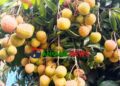 মধুপুরে চায়না থ্রি লিচু চাষে গারো নারী সাবেত্রীর সাফল্য