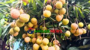 মধুপুরে চায়না থ্রি লিচু চাষে গারো নারী সাবেত্রীর সাফল্য