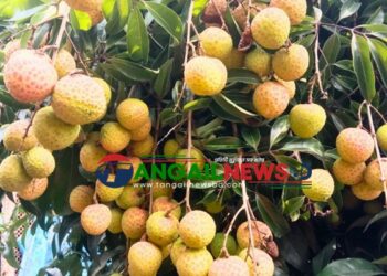 মধুপুরে চায়না থ্রি লিচু চাষে গারো নারী সাবেত্রীর সাফল্য